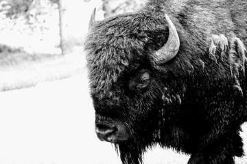 American Bison © O. Chip Robinson