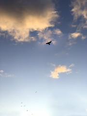 Fototapeta premium a big dark raven flies against the evening sky with white clouds, vertical image
