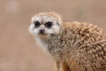 Fototapeta premium Meercat