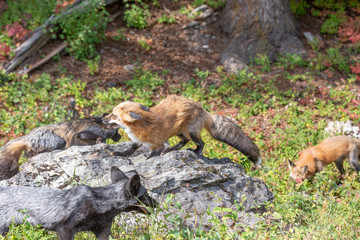Fox Scramble 