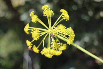 Inflorescencia con flores amarillas