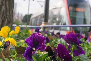 street flowers on the background of the cityscape