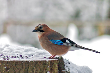 Small bright bird Jay sitting on a snowy stump in the forest