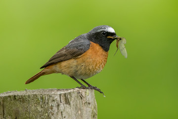 Redstart Perched