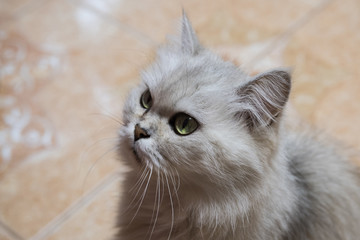 Fluffy cat. Domestic white cat.