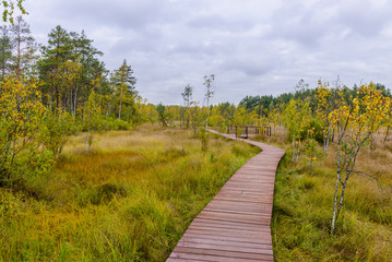 Fototapeta premium Sestroretsk swamp. Hiking trail in the swamp, the town of Sestroretsk, Leningrad oblast, Russia.