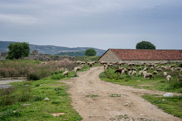 Fototapeta na wymiar sheeps grazing between ruins of miletus ancient city, Aydin, Turkey