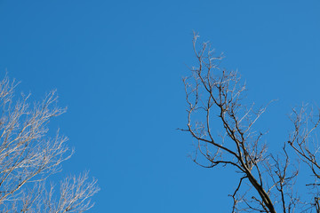 Fototapeta premium Trees against the sky. Autumn trees against the blue sky. Trees without foliage.
