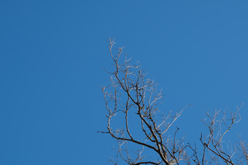 Obraz premium Trees against the sky. Autumn trees against the blue sky. Trees without foliage.