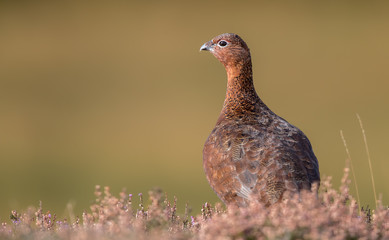 Red Grouse Perched