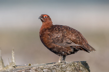 Red Grouse Perched