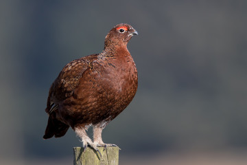 Red Grouse Perched