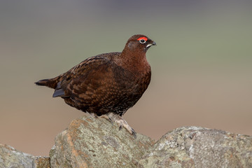 Red Grouse Perched