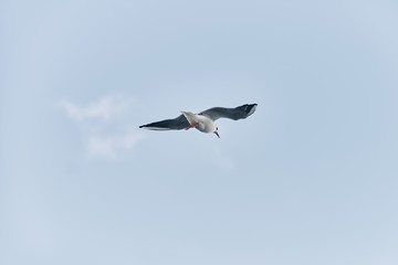 Fototapeta na wymiar A seagull is flying in the sky. 