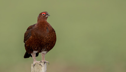 Red Grouse Perched