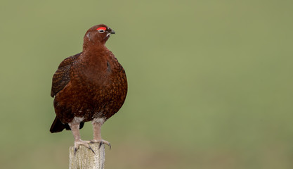 Red Grouse Perched