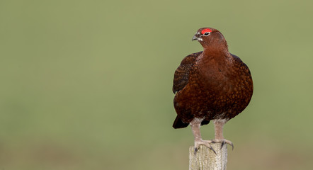 Red Grouse Perched