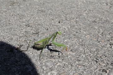 Mantis religiosa