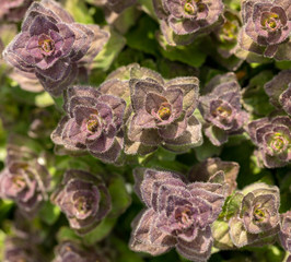 Pyramidal Bugle - Ajuga pyramidalis - wild flower seen from above