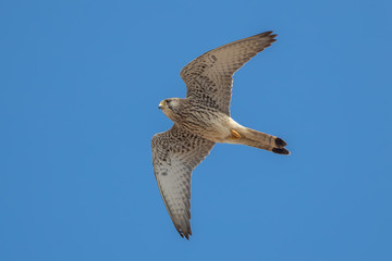 Lesser Kestrel Flying