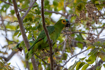 Eine Blaustirnamazone auf einem Ast sitzend in der Seitenansicht im Pantanal