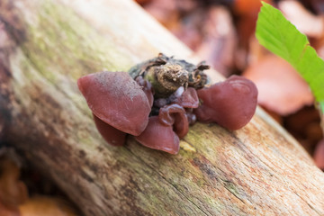 image of fresh fungus or jelly mushroom natural in the forest.