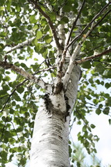 Birch Tree