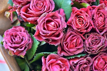 Fading bouquet of red roses in craft paper with selective focus and blurred petals on front. Wilted bunch of flower on blurred background. Dying romantic bouquet of flowers. Dried flowers 