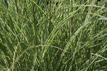 Fototapeta premium grasses