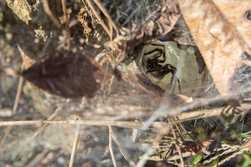 Tube web spider on the floor in a rainforest in Brazil
