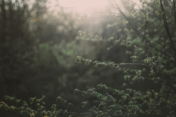 rays of sun in forest