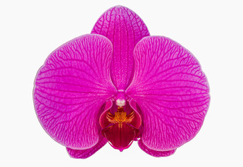 Naklejka na ściany i meble Closeup of beautiful pink phalaenopsis orchid