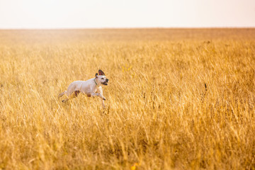 Pointer dog hunting. Dog run on field trial, outdoors, horizontal.