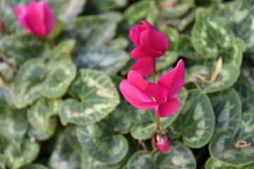 Purple Cyclamens by Morning in the Pot