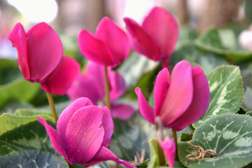 Fototapeta premium Pink Cyclamens by Morning in the Pot