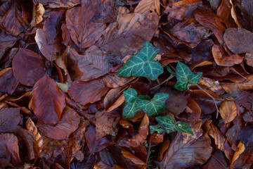 green plant on wet fallen leaves on forest soil