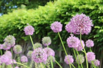 beatiful allium bulbs 