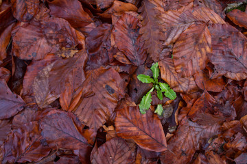 green plant on wet fallen leaves on forest soil