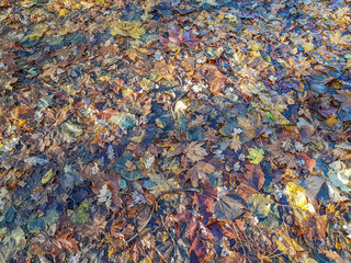 Autumnal leaves on the wet ground with sunlight and shadows, autumn day in the forest in the Netherlands Holland, autumn concept