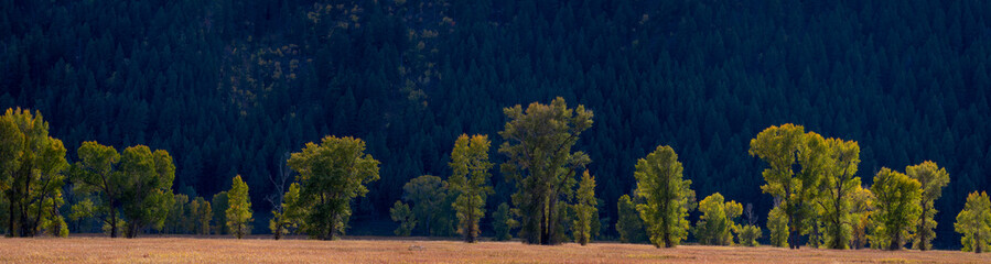 forest and meadow panorama on Gros Ventre road in Teton National Park