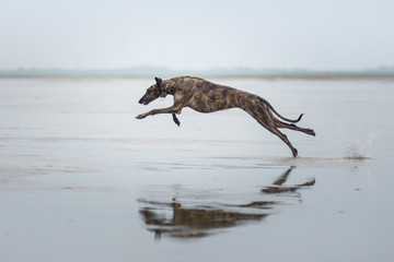 gestromter Windhund rennt am Strand