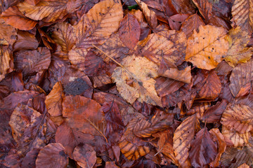 texture of wet fallen leaves on forest soil