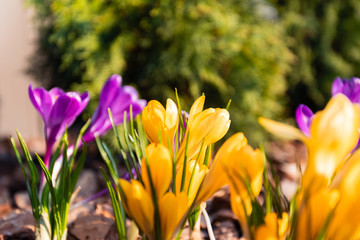 Crocus flowers on a background of wooden pine bark