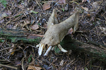 Naklejka premium Tierkadaver im Wald