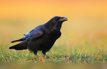 Raven (Corvus corax) close up