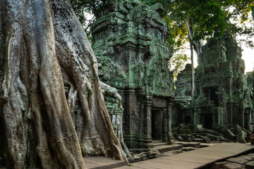 Ta Prohm Temple Siem Reap Cambodia