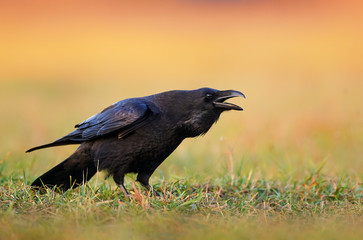 Raven (Corvus corax) close up