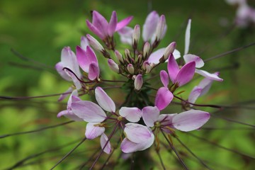 flower in the garden