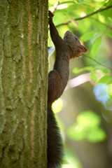 Squirrel Hanging on a Tree