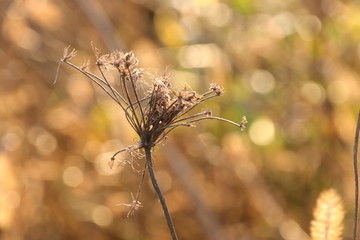 Distel